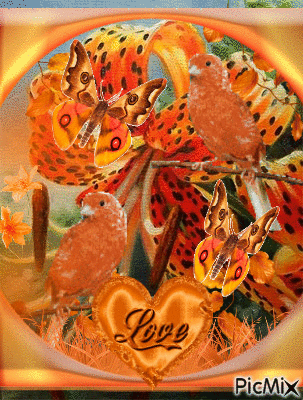 A BIG ORANGE AND BLACK FLOWER2 ORANGE BUTTERFLIES FLUTTERING2 ORANGE BIRDS, A ORANGE HEART LOVE. A ROUND FRAME AROUND IT. - Darmowy animowany GIF