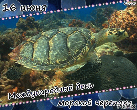 16 июня Международный день морской черепахи - GIF เคลื่อนไหวฟรี