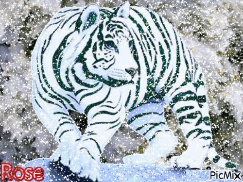 Tigre - GIF animé gratuit