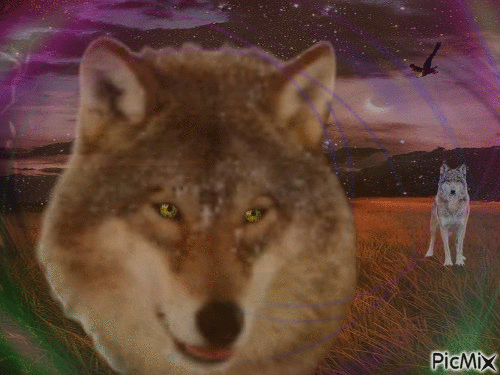 Amazing Wolf - GIF animate gratis