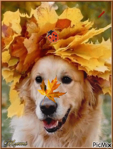 chien automne - Free animated GIF