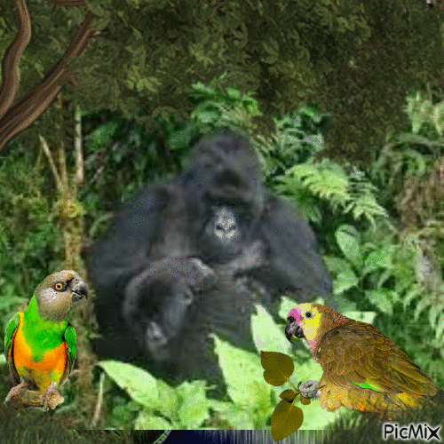 Mon Ami le Gorille - GIF animate gratis
