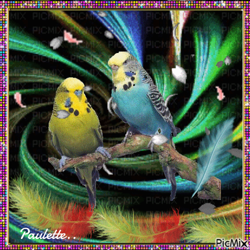 oiseaux multicolore - GIF animé gratuit