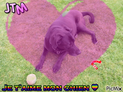 Dune ! ♥ (mon chien ) - Darmowy animowany GIF