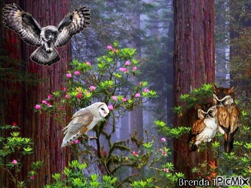 owl - bezmaksas png