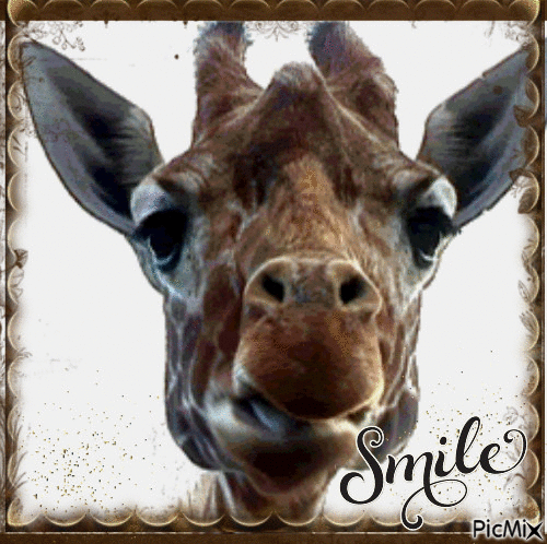 giraffe - GIF animate gratis