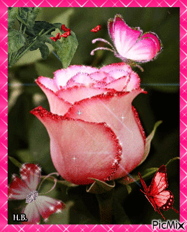 Pink Rose! - GIF animado grátis