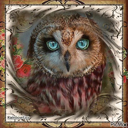 Owl pic - Gratis animerad GIF