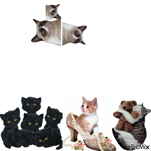Cats cats everywhere - Δωρεάν κινούμενο GIF