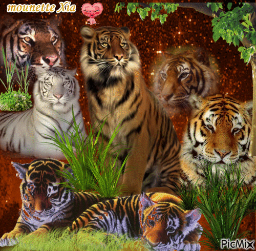 les tigres - Zdarma animovaný GIF