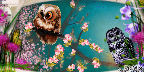 OWL - Bezmaksas animēts GIF