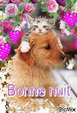 bonne nuit chien chat - Бесплатный анимированный гифка