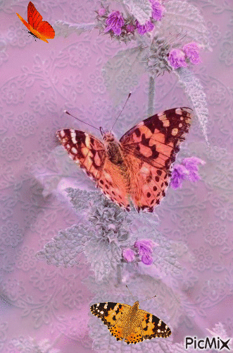 papillons - Бесплатный анимированный гифка