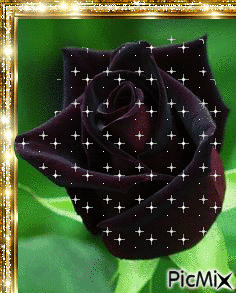 růže - GIF animado grátis