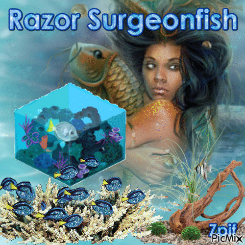Razor Surgeonfish - GIF animate gratis