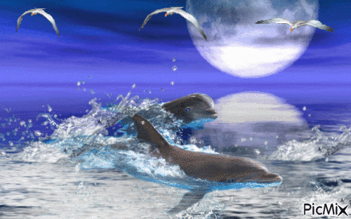 Toi le gentil dauphin - Gratis geanimeerde GIF