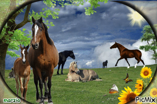 cavalli - Безплатен анимиран GIF