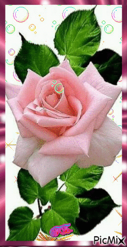 Rózsaszín rózsaszál! - Kostenlose animierte GIFs
