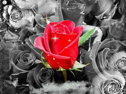 Rose.   🙂🌹.. - 免费动画 GIF