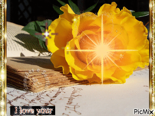 rosa com amor amarelas sobre a blibia saõ de revista - Δωρεάν κινούμενο GIF