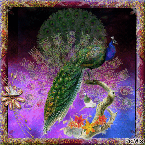 Peacock on show - 無料のアニメーション GIF