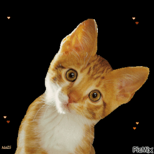 chat roux - Free animated GIF