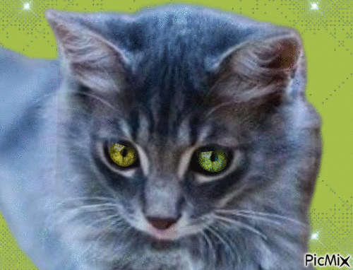 Amazing Cat - Gratis animerad GIF
