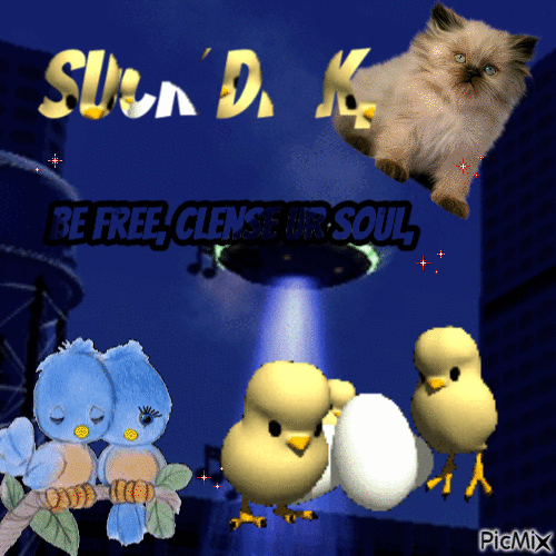 cats in space fun chicken egg where is the egg - Free animated GIF