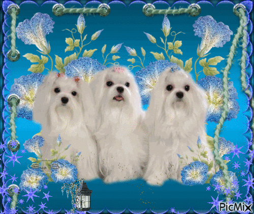Trois Petits Chiens - Free animated GIF