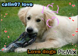 Nos amies les chiens - Безплатен анимиран GIF