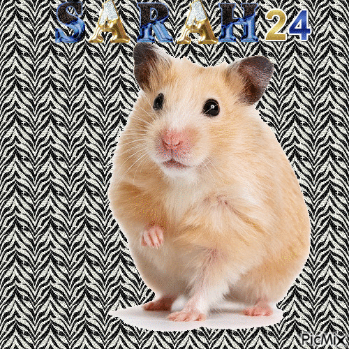 Hamster mignon - Besplatni animirani GIF