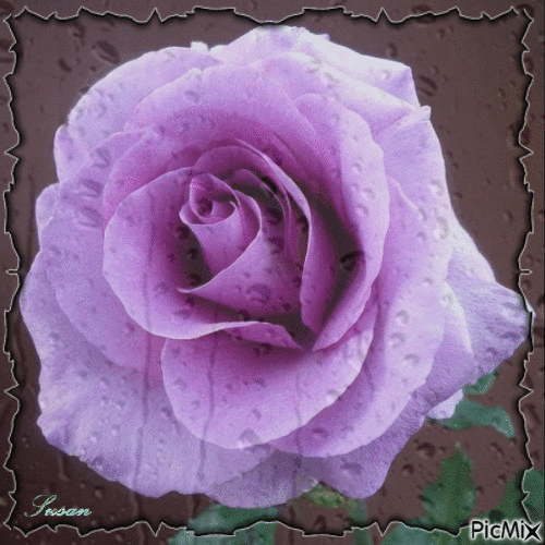 Rosa lila - GIF animado grátis
