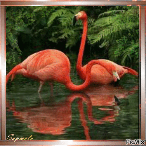 Flamingos rosa - GIF animé gratuit