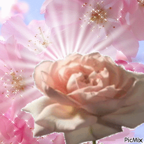 éclosion d'une rose au lever du soleil - Безплатен анимиран GIF