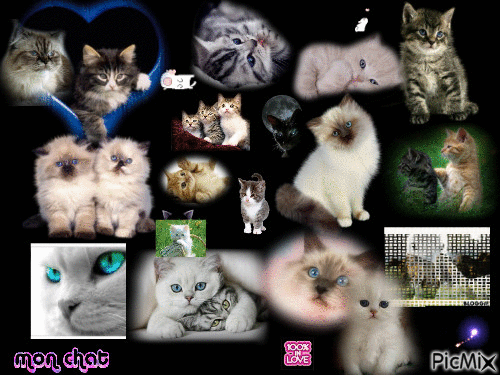 love cat - GIF animé gratuit