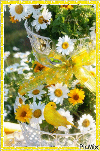 pretty daisies - GIF animado grátis
