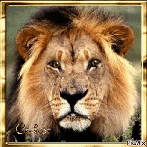 Le lion - Free animated GIF