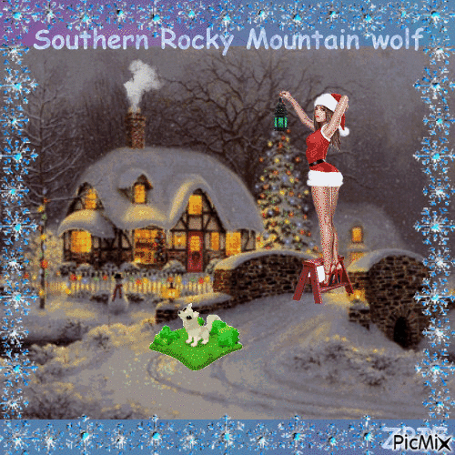 Southern Rocky Mountain wolf Christams - GIF animé gratuit