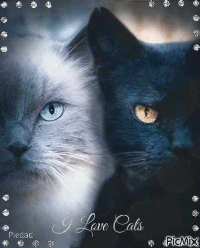 I LOVE CATS - Δωρεάν κινούμενο GIF
