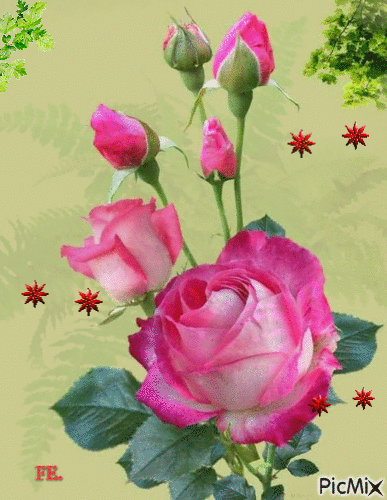 Barby rózsaszínű rózsa. - GIF animate gratis