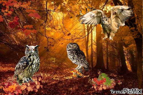 autumn owl - PNG gratuit
