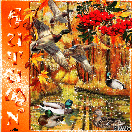 Autumn. Ducks - Бесплатни анимирани ГИФ