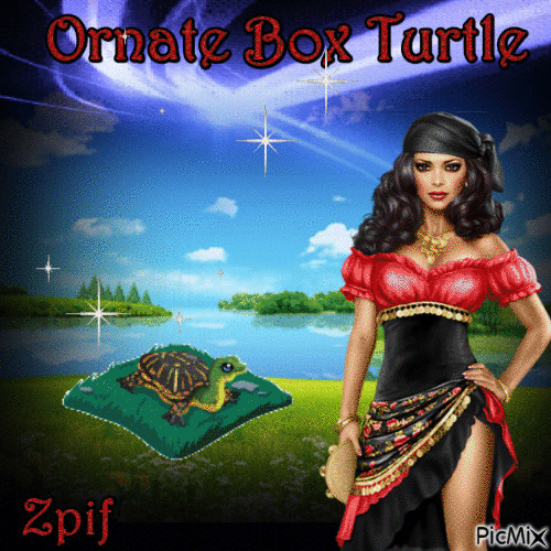 Ornate Box Turtle - GIF animado grátis