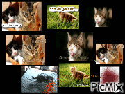 BD concours: les chats sont des baka!!! - Animovaný GIF zadarmo