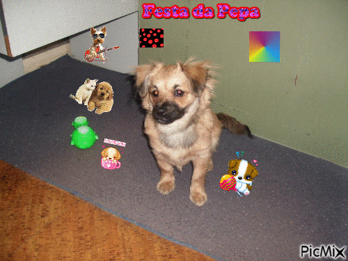 Felicidade Canina - Δωρεάν κινούμενο GIF