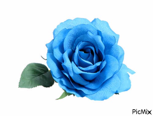 BLUE ROSE - darmowe png