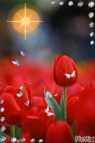 тюльпаны - Besplatni animirani GIF