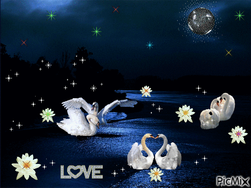 влюбленные лебеди - GIF เคลื่อนไหวฟรี