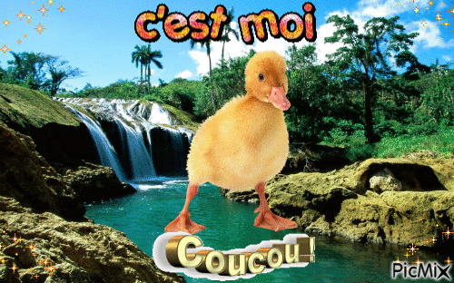 coucou - 無料のアニメーション GIF