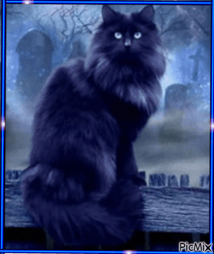 Gato preto - GIF animate gratis